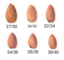 Manufacturers Exporters and Wholesale Suppliers of indian almonds Jalandhar Punjab